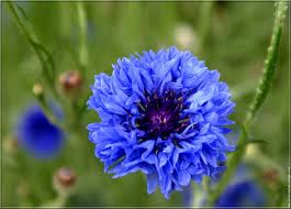 Les 52 Meilleures Images De Fleur Rose Rouge Fleur Rose Rouge