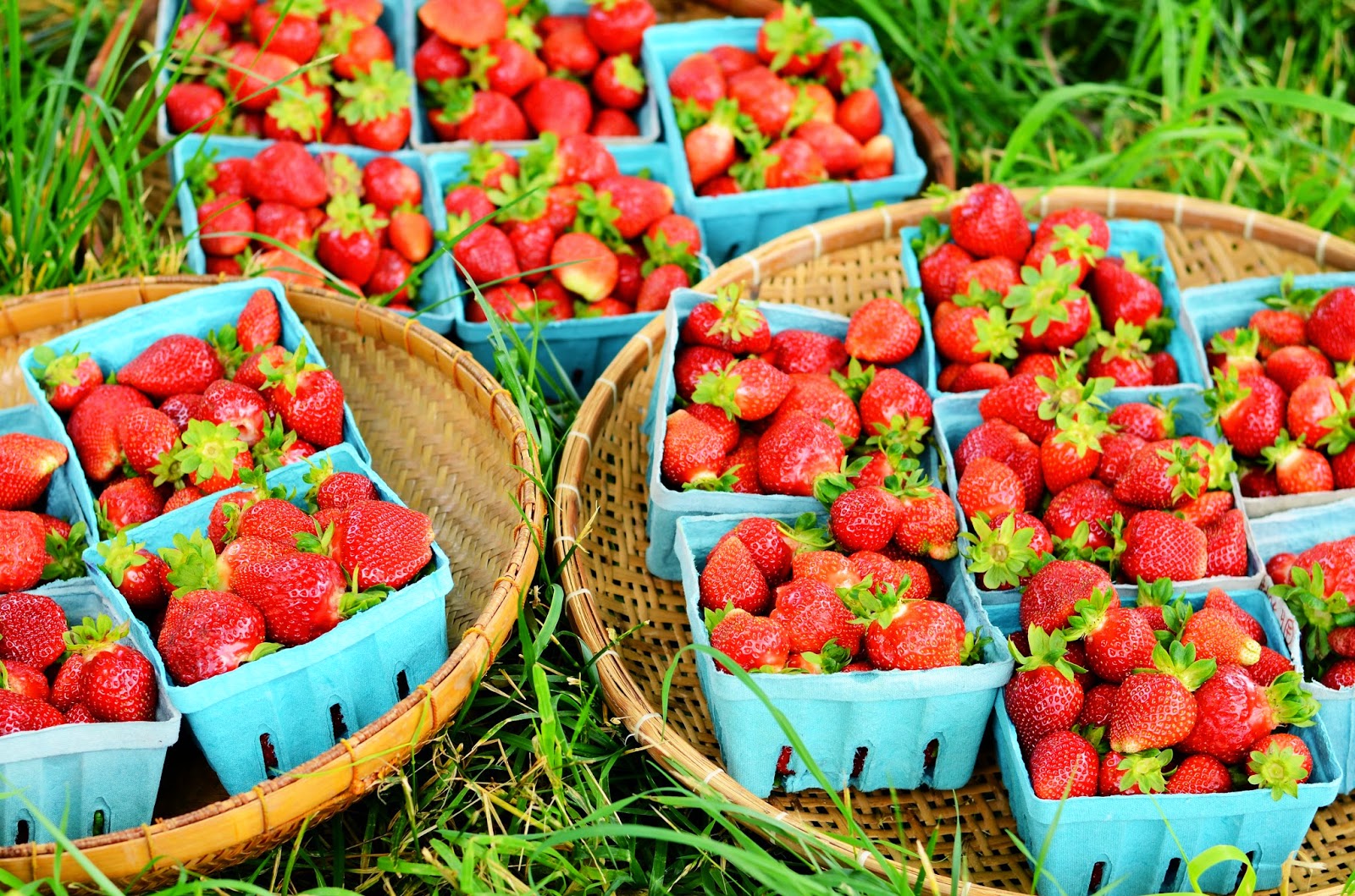 natalie creates upick strawberries & my homemade strawberry jam recipe