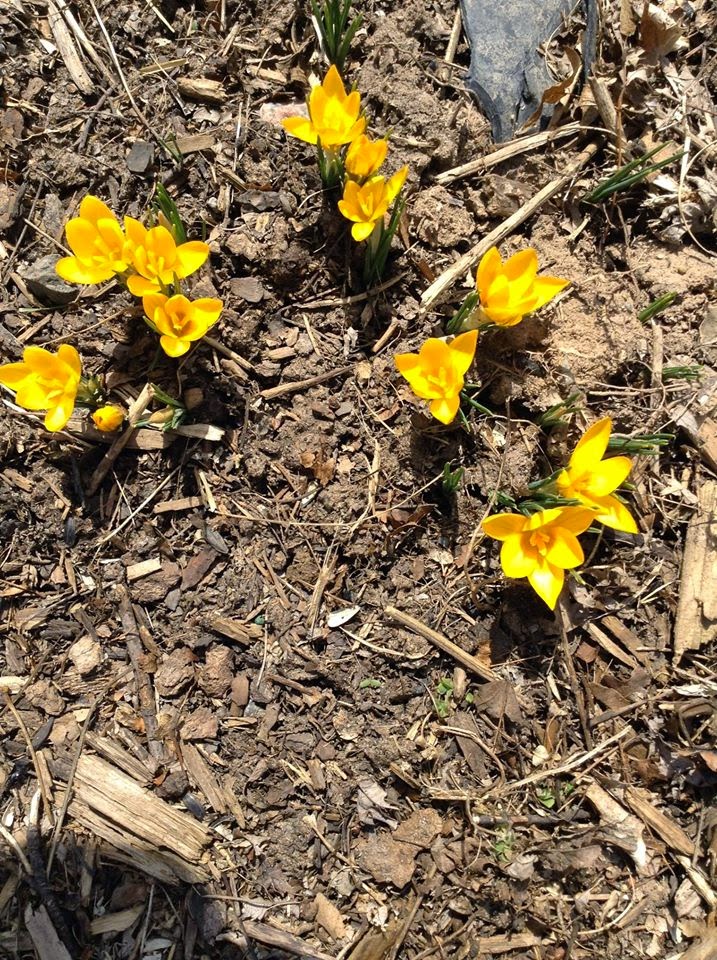 Solitary Dog Sculptor I Botany Botanica Viburnum Part 7