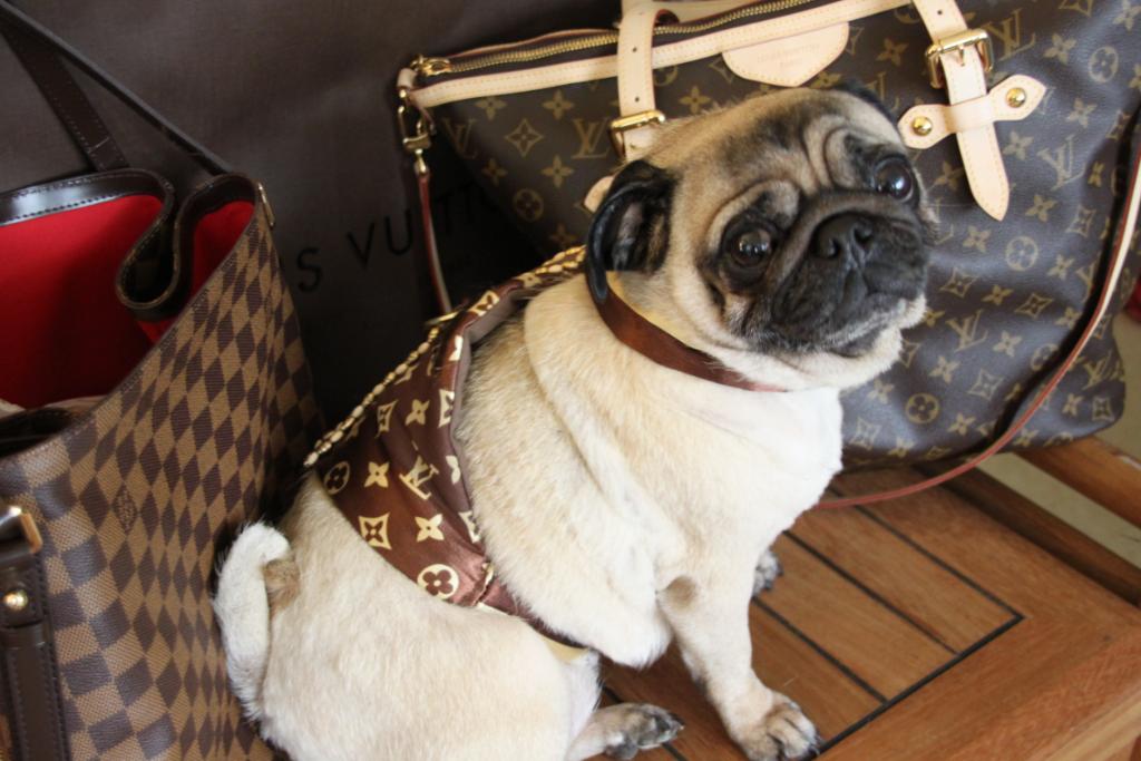 PADDYWAK PUGS Designer Inspired Harness