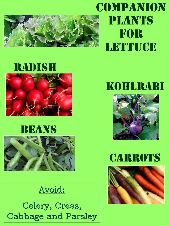 Gardening with Red Hill Companion Planting with Lettuce