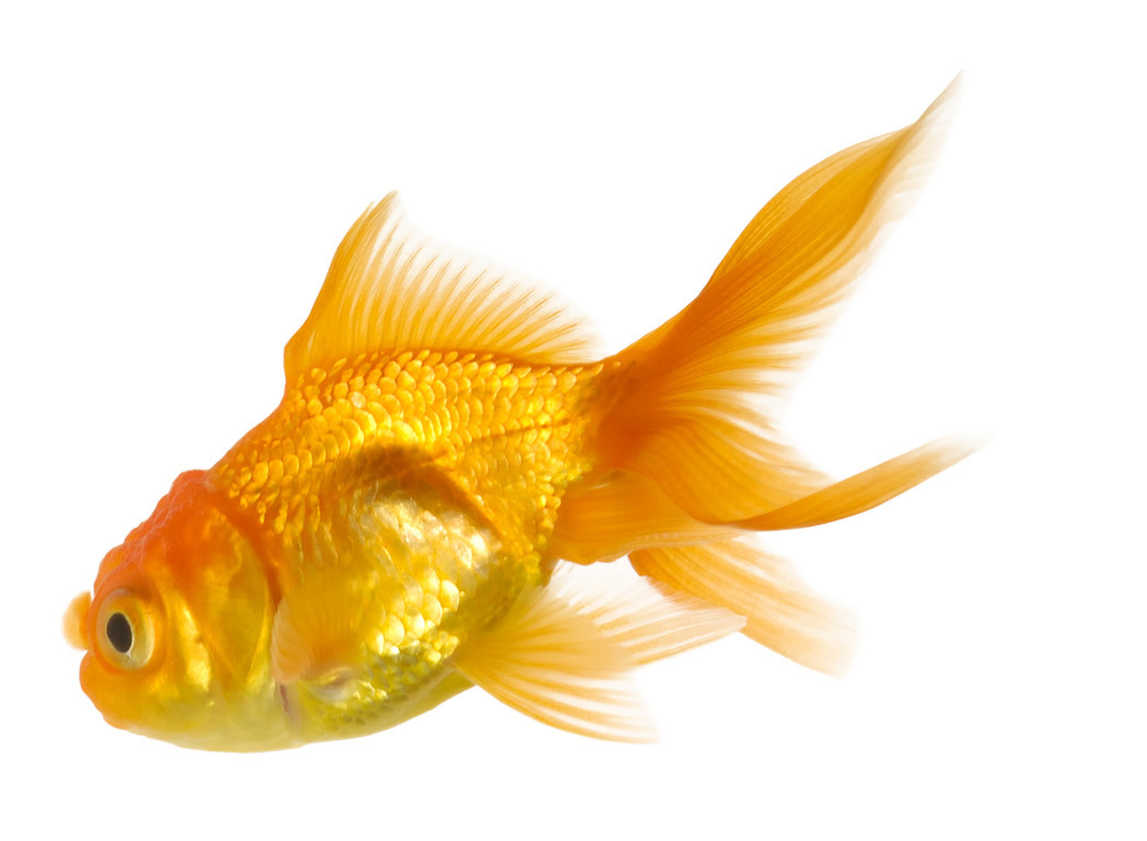 goldfish aquarium vastu shastra goldfish aquarium vastu shastra