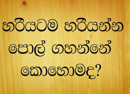 හරියටම හරියන්න පොල් ගහන්නේ කොහොමද ?