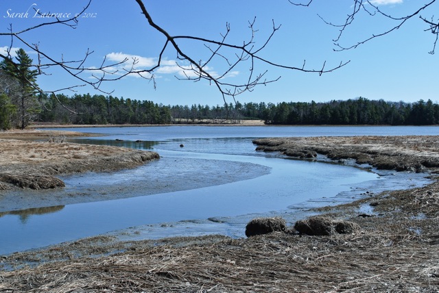 Sarah Laurence Salt Marsh Blues in Maine