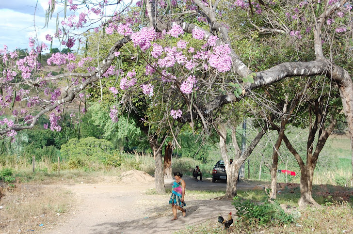 Fotografando a natureza.