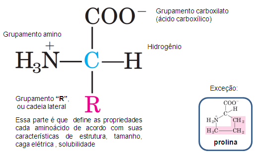 Bioquímica dos aminoácidos