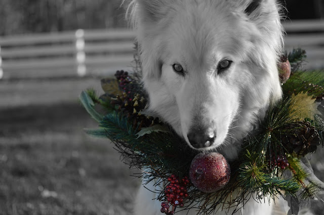 dog with christmas wreath