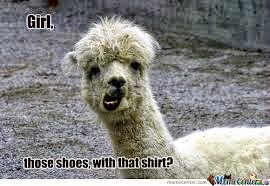 animal memes clean meme central