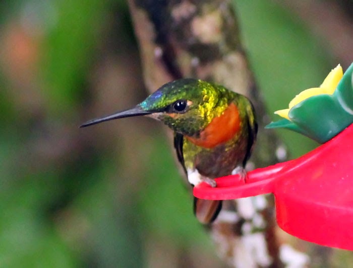 Birdernaturalist: Northern Peru Hummingbirds #1