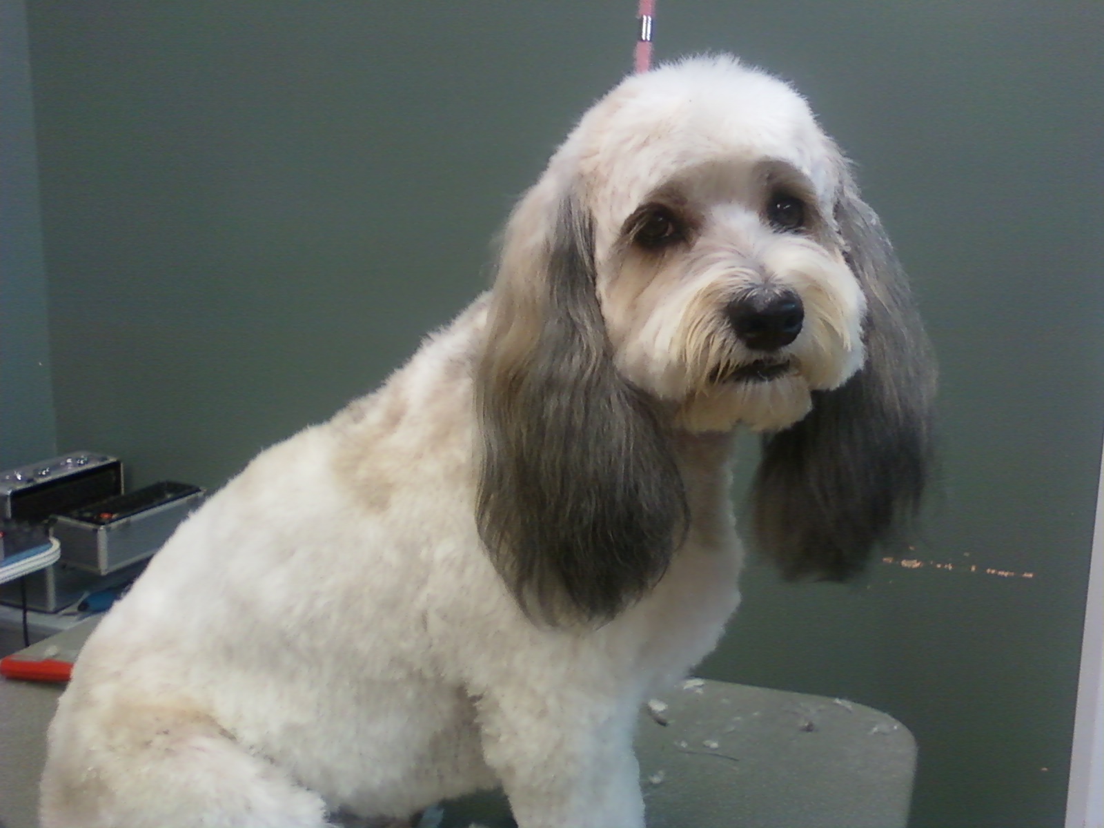 Christie S Dog Grooming Christie S Dog Grooming