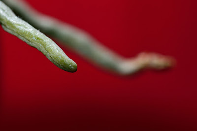 macro photography flash position 3