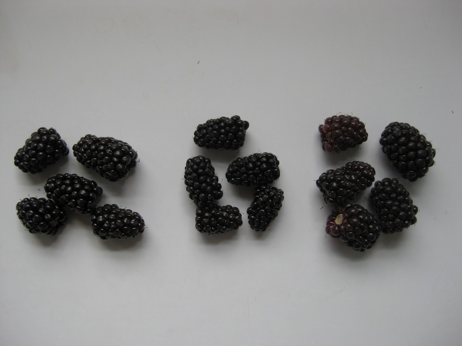 Columbia Farms UPick But how can you tell a marionberry from a