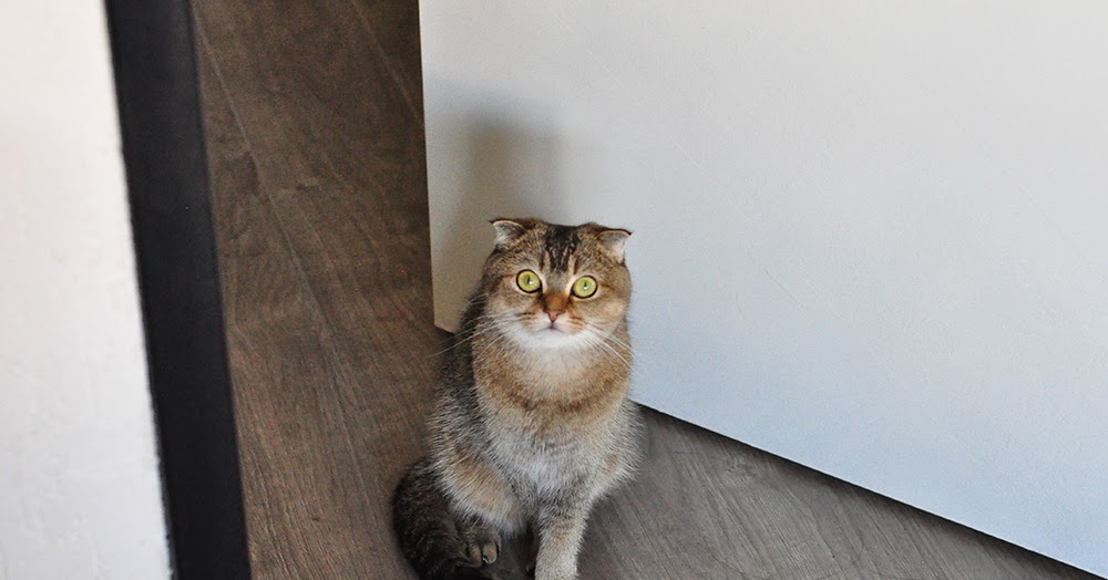 I IZ NOODLES THE CAT Let's play!