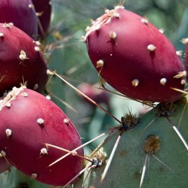 http://2.bp.blogspot.com/-M4teZMDeJmc/T6AMnyX9e3I/AAAAAAAAAEM/q71XqKUo888/s1600/Nopal-cactus+%252828%2529.jpg