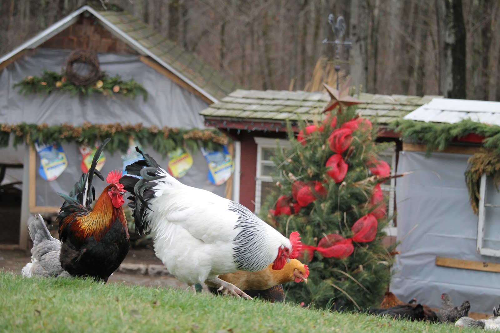 Flock Focus Friday 1/1/16 The Chicken Chick®