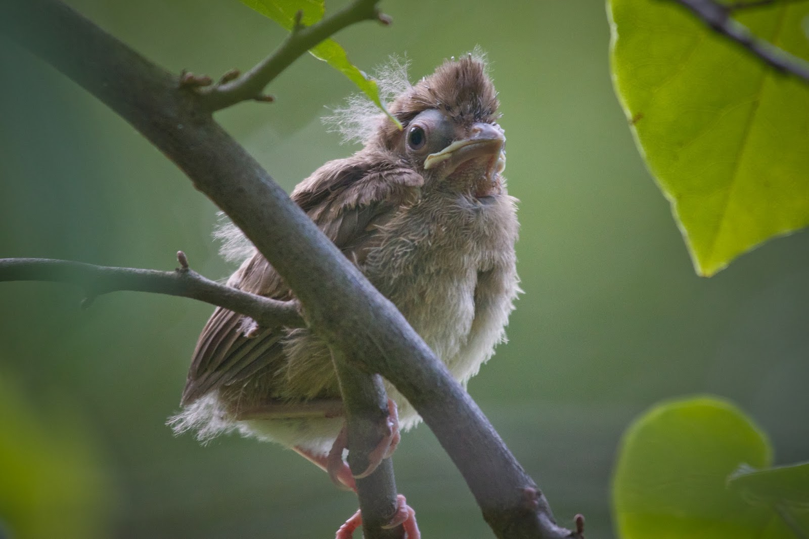 Bird In Everything Red Cardinal Baby Birds