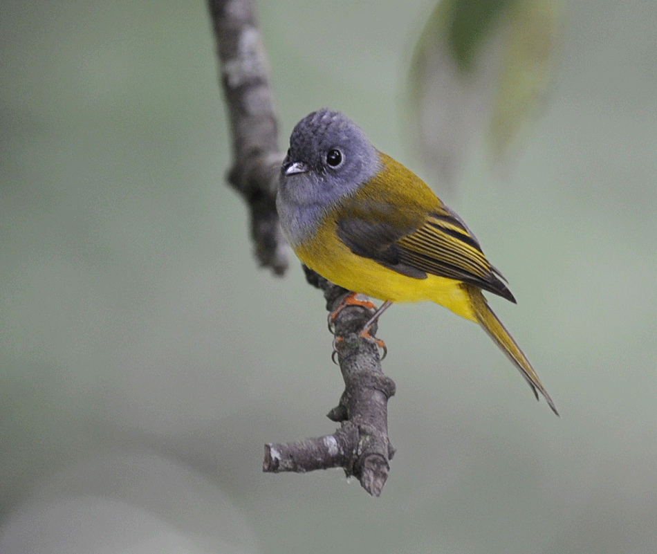 ZOOTHERA BIRDING BLOG: Munnar