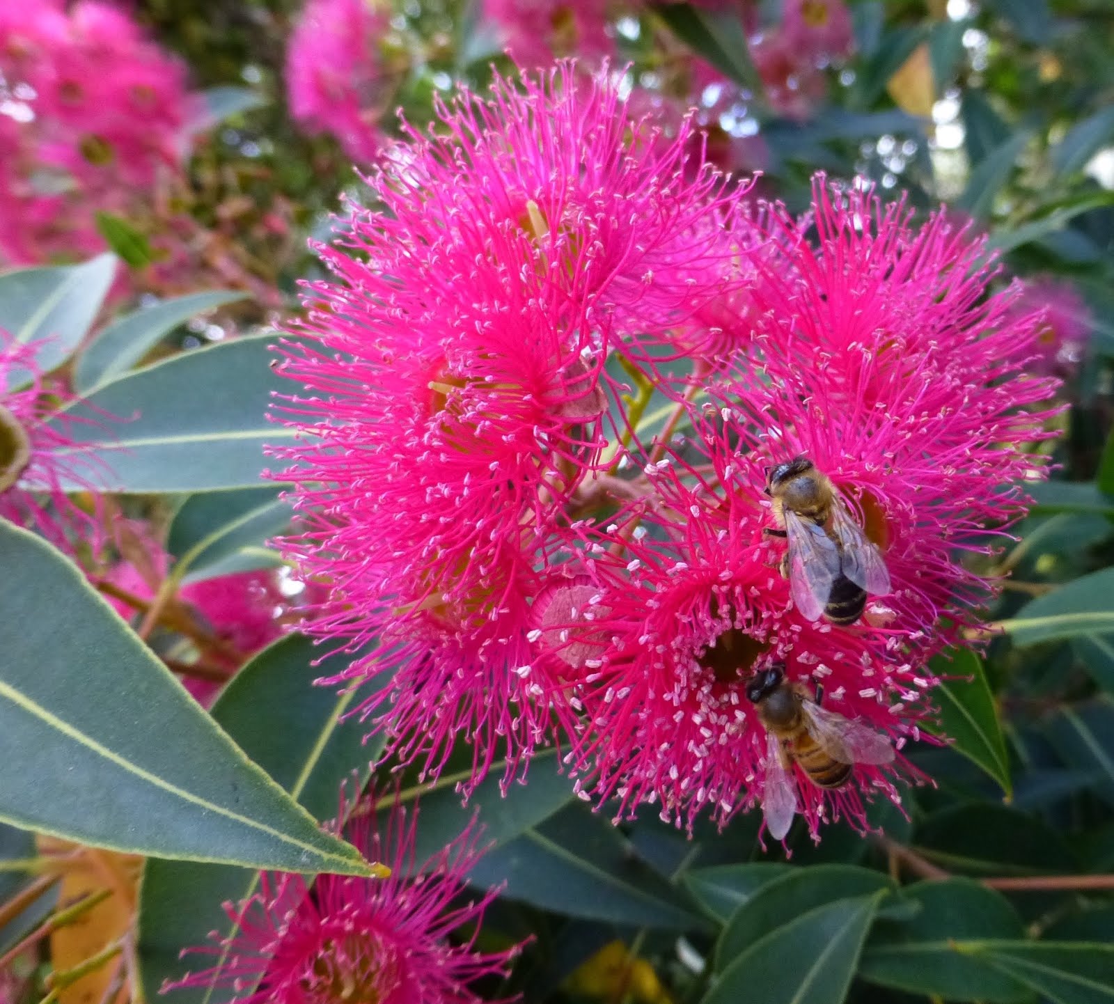 Flowering Gum in the garden