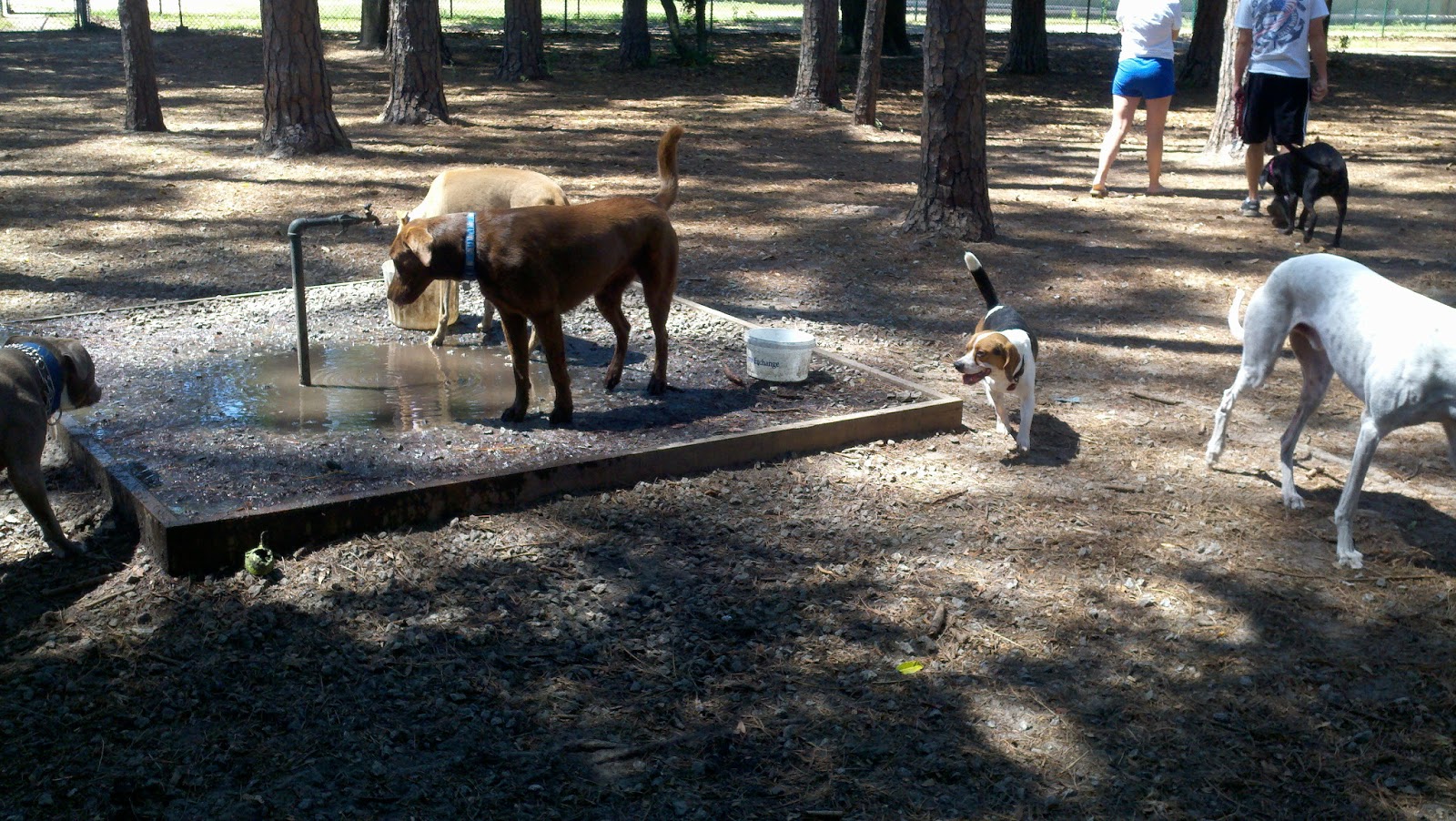 Musings of a Biologist and Dog Lover Dog Park Day