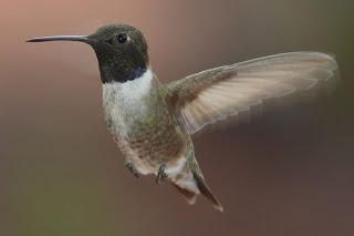 wild birds unlimited hummingbirds in san diego california wild birds unlimited hummingbirds in san diego california