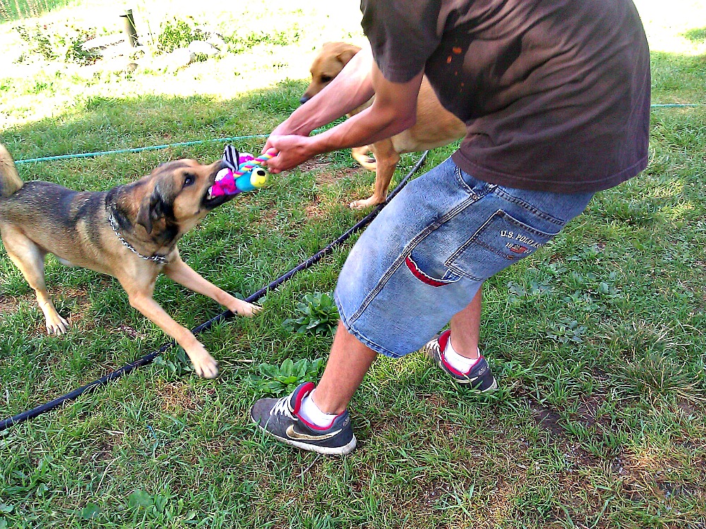 New Toys R Us Pets Dog Toys at PetSmart Review & Giveaway Springing