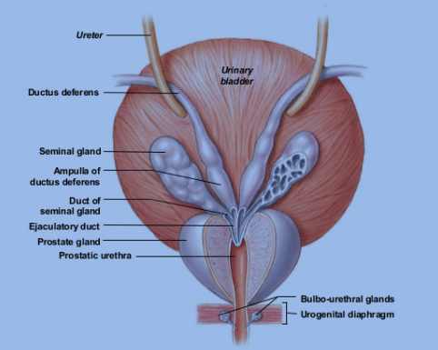 Umbilical Cyst Adults Umbilical Cyst Adults