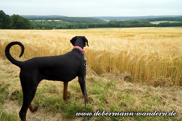 Unterwegs Mit Hunden