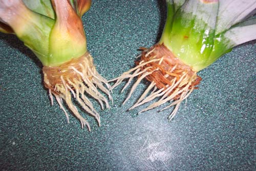 saksida ananas yetistirme begonvilliev