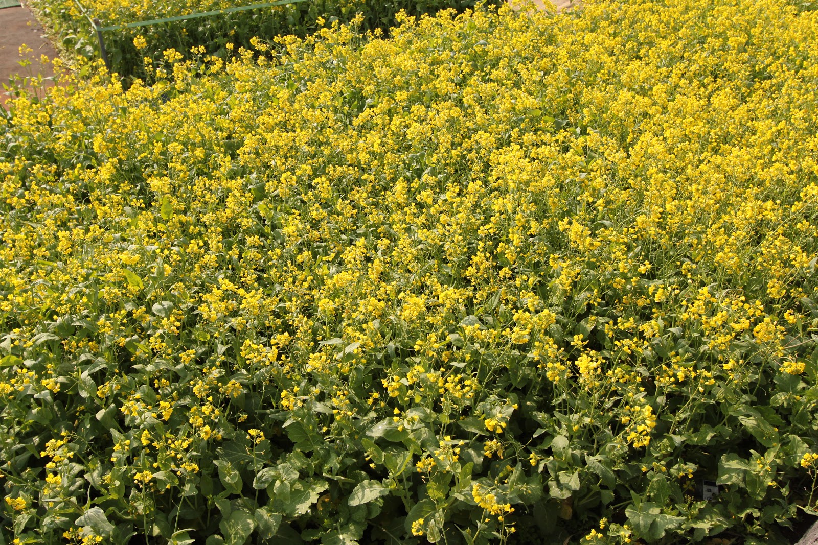 OnionHead's Colorful Life Canola Flower Farm Visit in Jeju Island