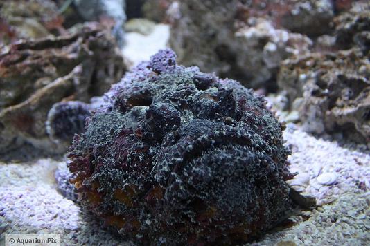 Stone Fish
