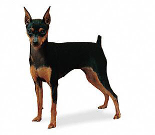 Miniature Pinscher