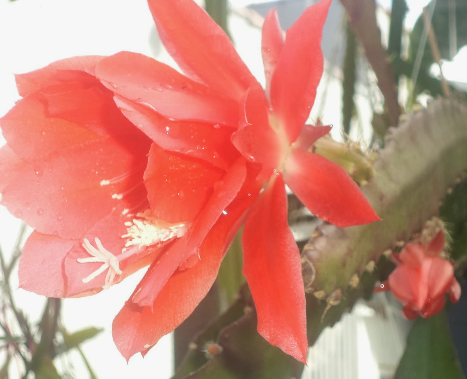 Epiphyllum vermelha