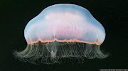 El fotógrafo y submarinista Alexander Semenov se sumergió en las aguas . la extravagante belleza de las medusas del mar blanco 