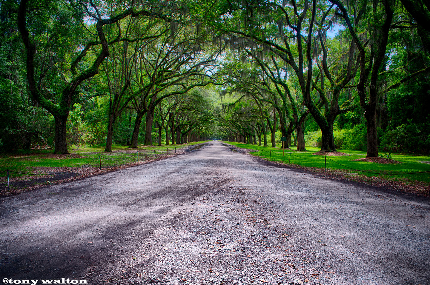 Tony Walton Savannah Wormsloe. Oak Trees lining a street with