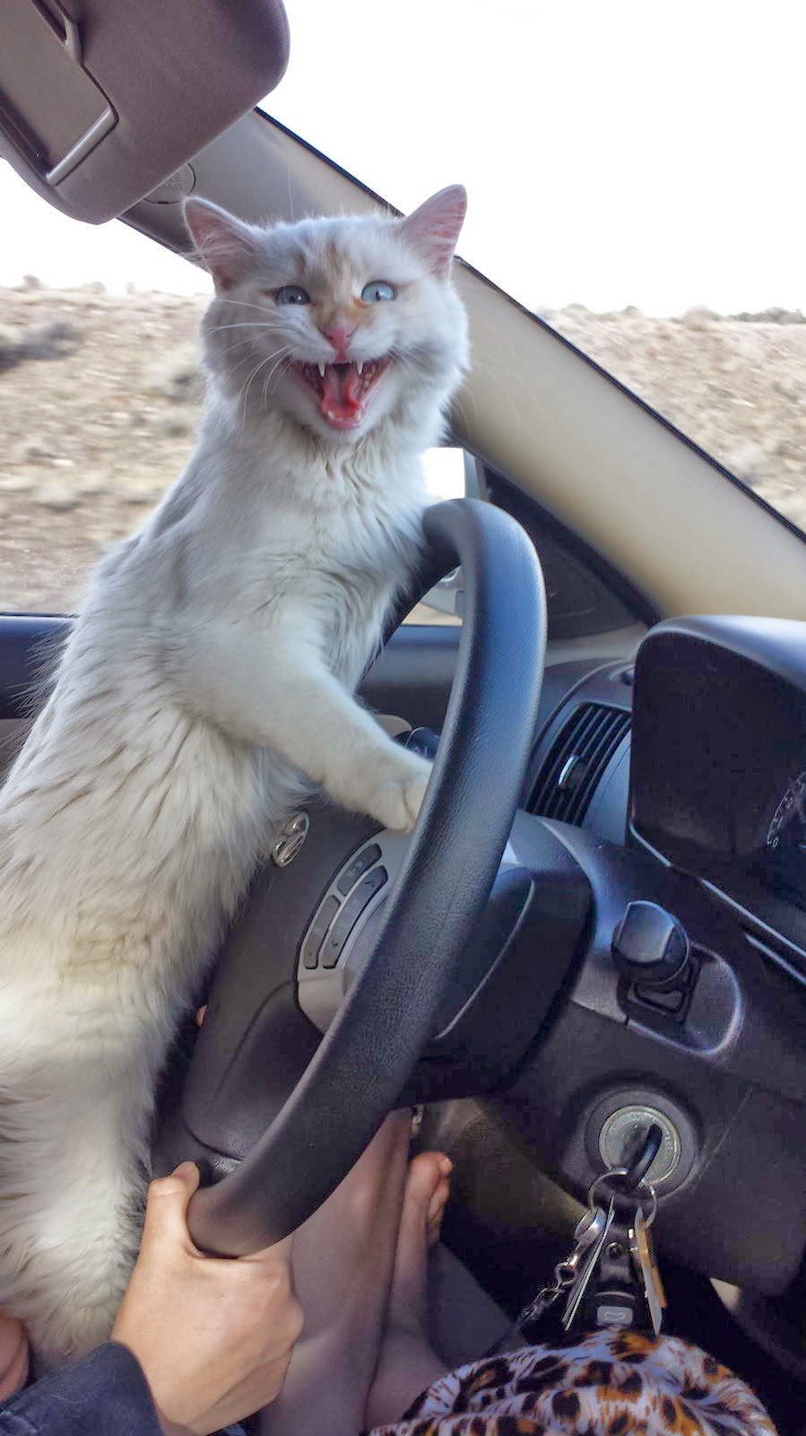 Funny cats part 96 (40 pics + 10 gifs) Amazing Creatures