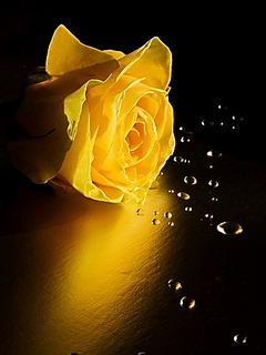 Wallpaper For Mobile Yellow Rose