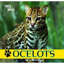 Where do ocelots live?