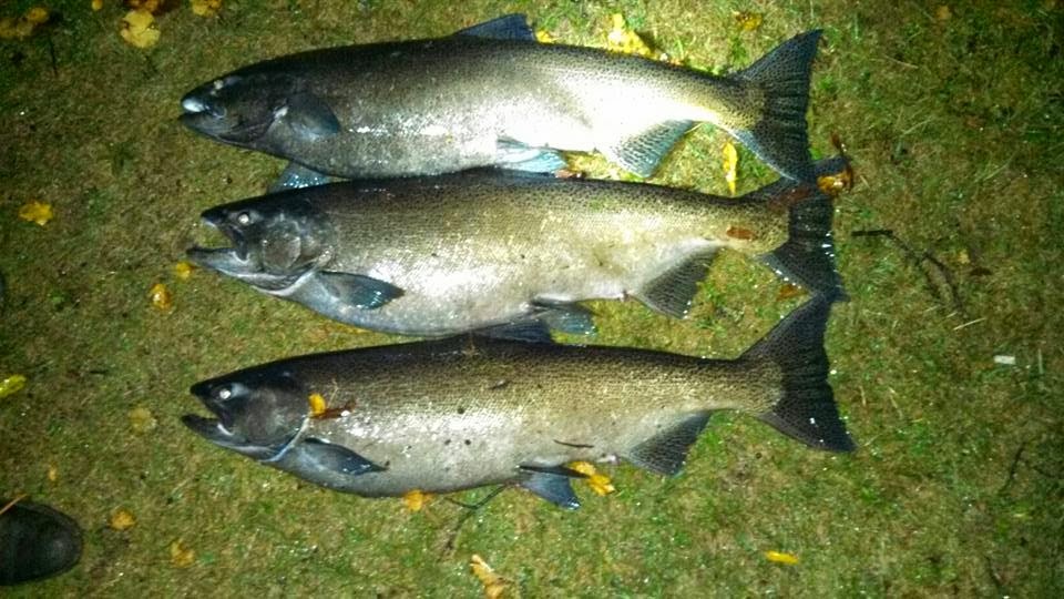 Wisconsin Fishing Reports Milwaukee Harbor King Salmon Showdown