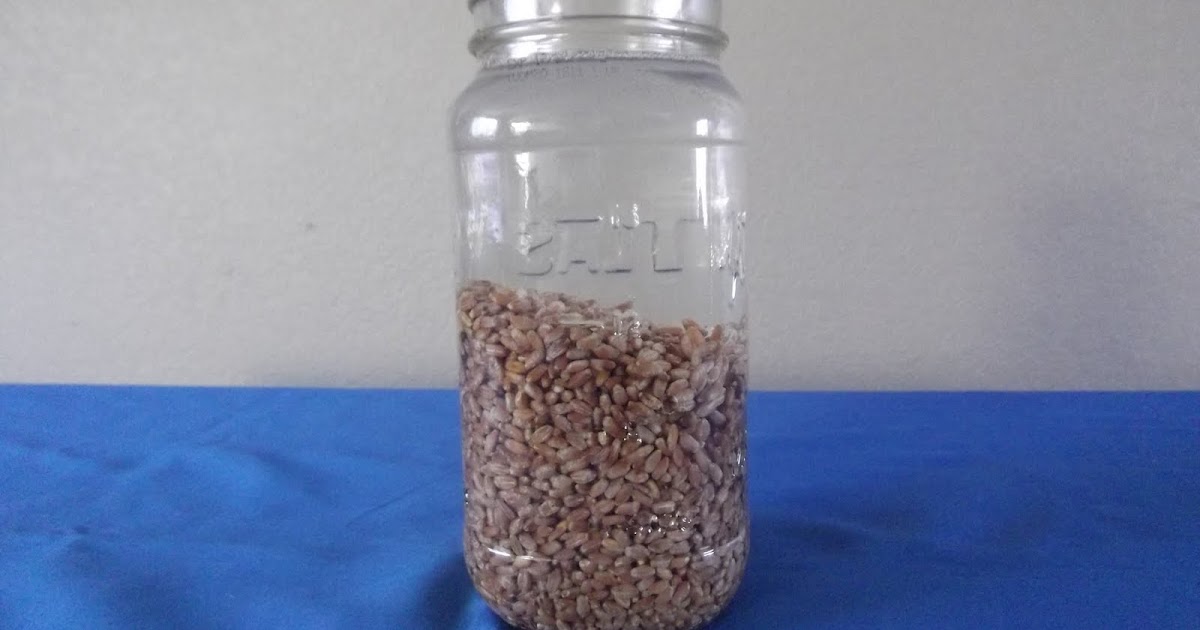 How to make malt vinegar. How to make malt vinegar from wheat.