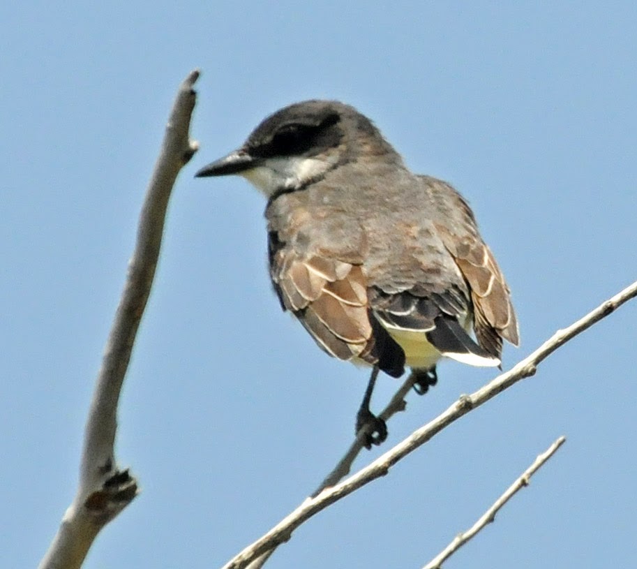 Bird Hybrids: Western Kingbird x Eastern Kingbird