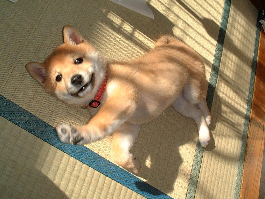 http://2.bp.blogspot.com/-M93sYjE0qwo/TV7wIj0_7iI/AAAAAAAAAWQ/8jsKwRv2nFM/s1600/Shiba_inu_puppy_Wallpaper_tlfeg.jpg