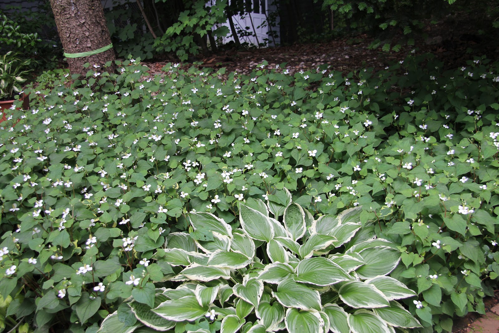 Gardening and Gardens: Chameleon Plant in Bloom