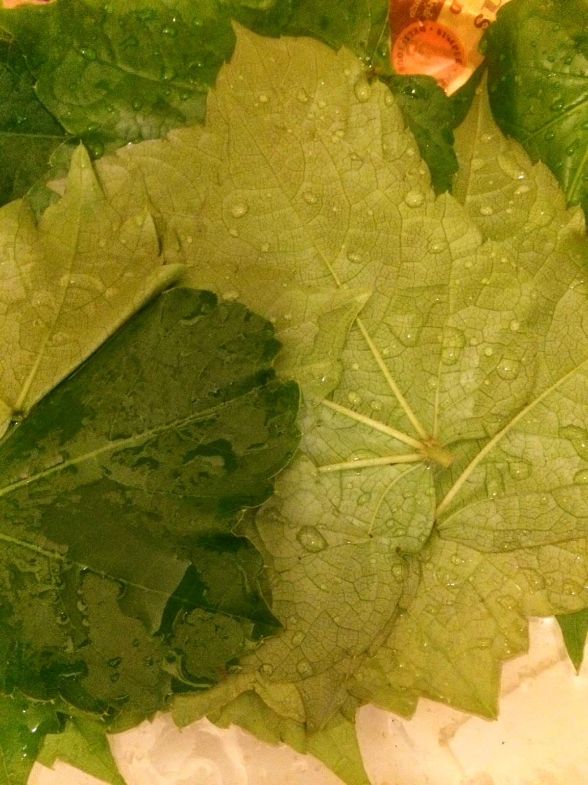 The petite, merci Our first edible wild plant MN Riverbank Grape and