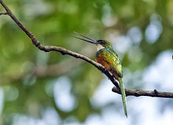 RUFOUS-TAILED JACAMAR