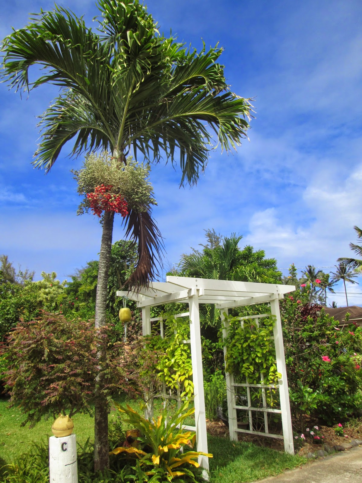 Garden Notes from Hawaii MANILLA PALM (Veitchia merrillii)