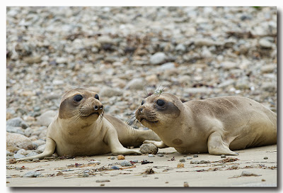 Male and female Northern Elephant Seal pups on the beach