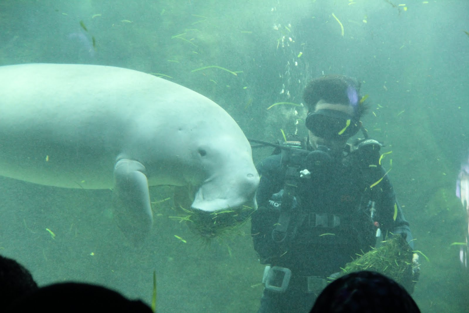 Mermaid Dugong