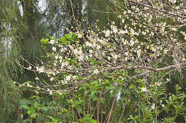 pine tree, plum blossoms, branch, flowers