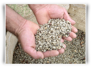 Green Coffee Beans for Roasting Green Coffee Beans for Roasting