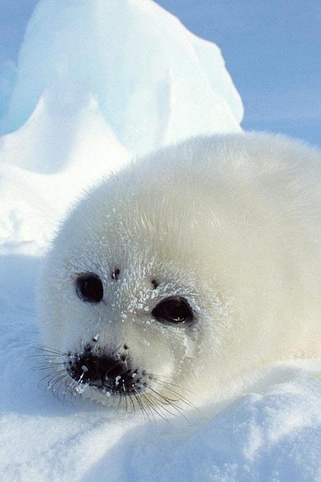 Baby Harp Seal  Android Best Wallpaper
